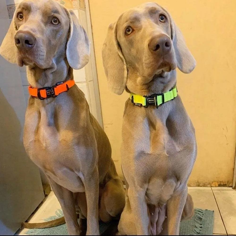 DOCO® DD Nylon Dog Collar
