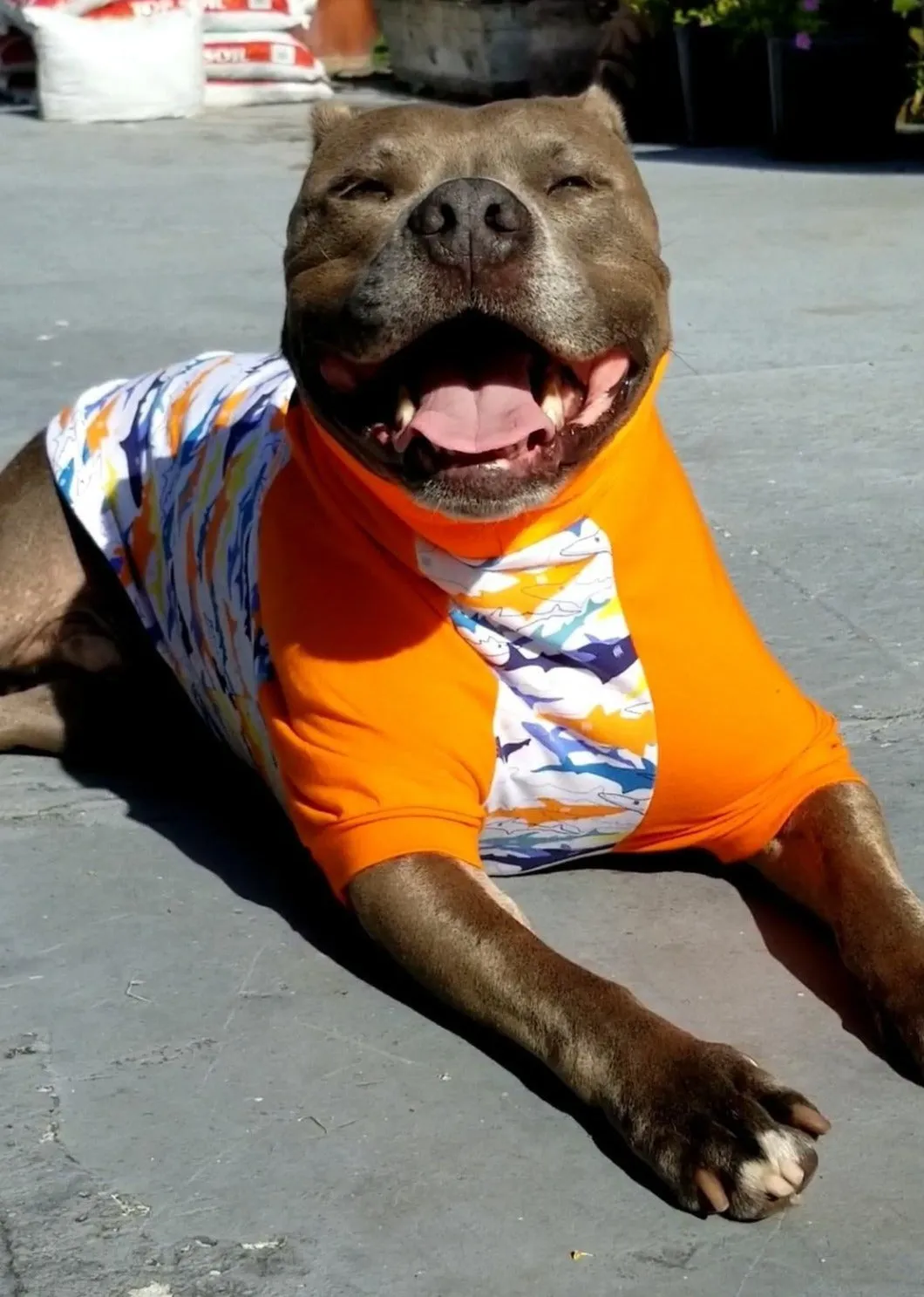 Funky Shark Raglan Dog Pajamas