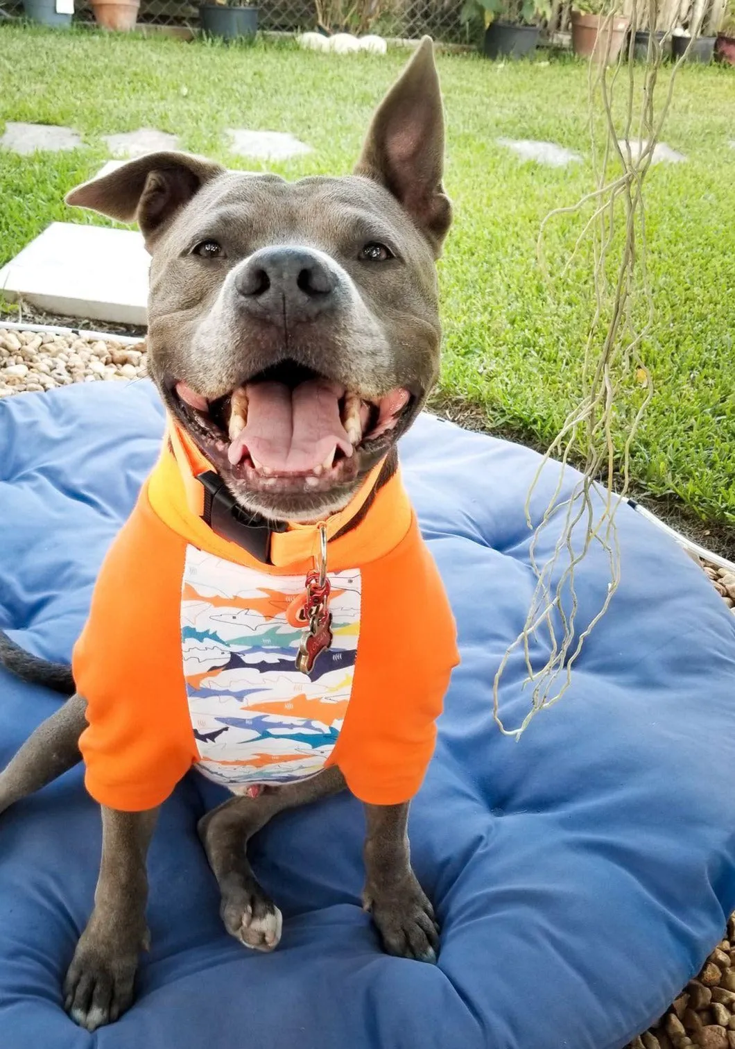 Funky Shark Raglan Dog Pajamas